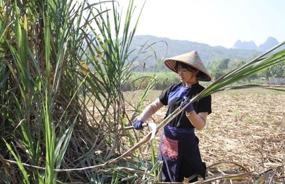 Village De Bo To: Village De Production De Sucre De Canne à Cao Bang Vietnam