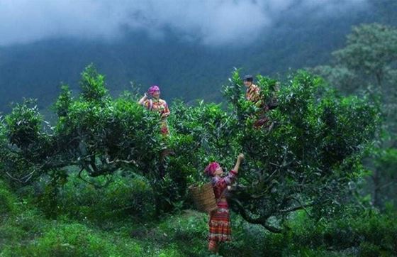 Plantation De Thé De Nghia Lo: Découvrez Les Champs De Thé Vert à Yen Bai