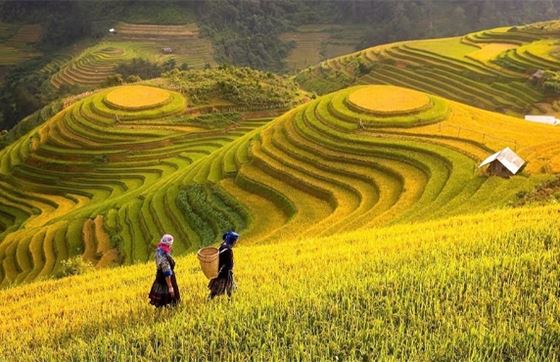 Mam Xoi Et Mong Ngua: Paradis Des Rizières En Terrasses De Mu Cang Chai