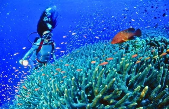 Snorkeling Au Nord Et Au Centre Vietnam - Guide Pour Bien Choisir