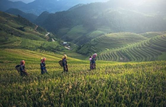 Choisir Sapa Ou Mu Cang Chai Pour Votre Voyage Au Nord Du Vietnam ?