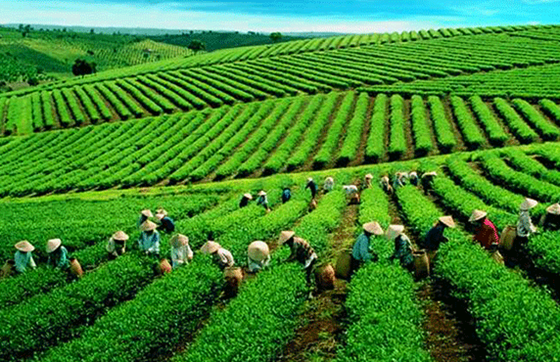 Top 08 Meilleurs Choses à Faire à Lai Chau, Vietnam