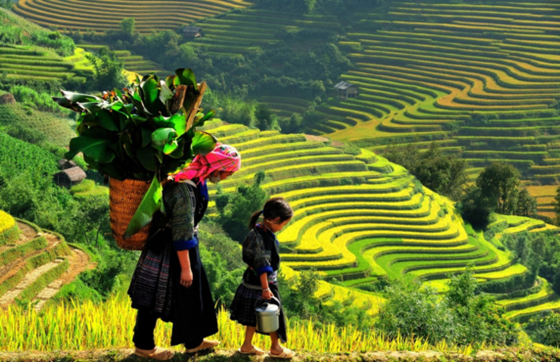 Quand Visiter Les Rizières Au Vietnam ? Les Choses à Savoir Des Rizières