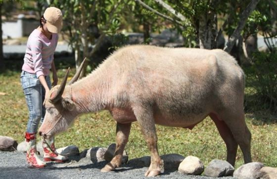 Voyage Agricole 2 Jours Thaïlande - Retour De Mme Claire