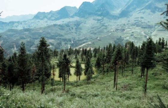 Forêt De Pins Yen Minh : Une Perle Verte Au Coeur De Ha Giang