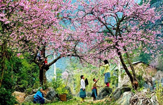 Top 16 Des Meilleurs Hébergements Chez L'habitant à Sapa, Vietnam