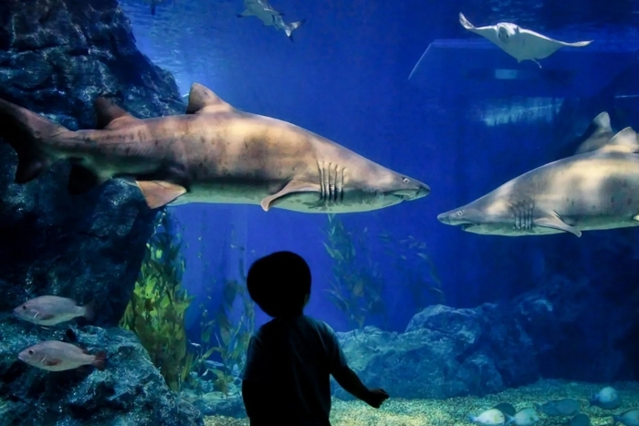 Aquarium de Rayong