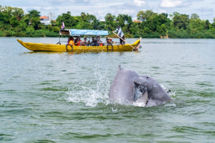 Dauphins d’Irrawaddy – Meilleure période pour les voir dans l’Est du Cambodge