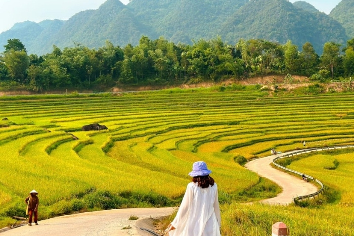 Quand voir les rizières dorées à Sapa ?