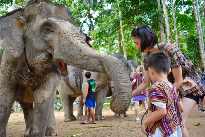 Que faire avec des enfants au sud Thaïlande ? Découvrez un sanctuaire d’éléphants à Koh Samui