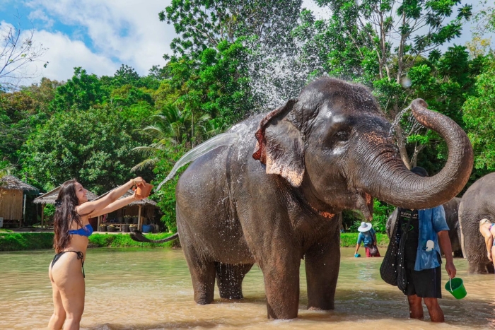 Femme seule voyage en Thaïlande: expérience inoubliable au Green Elephant Sanctuary Park