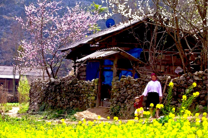 Ha Giang meilleur moment pour visiter - Nouvel An lunaire