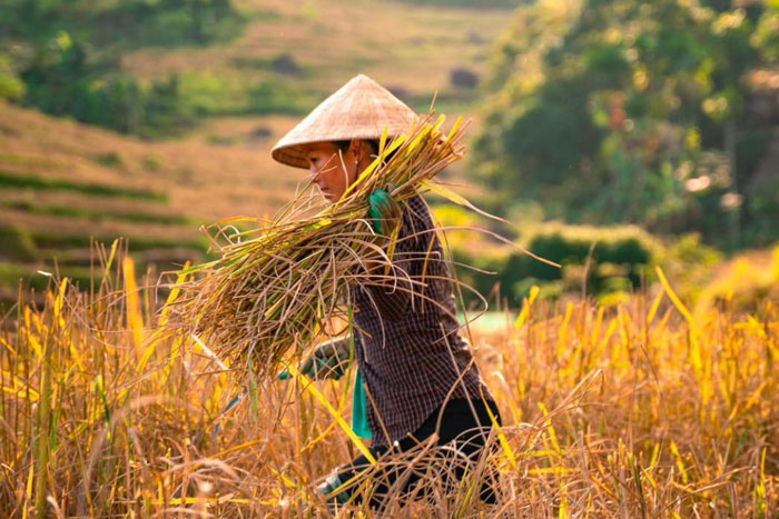 La réserve naturelle de Pu Luong au Vietnam