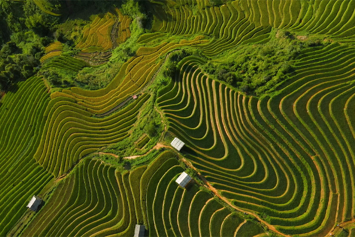 Rizières en terrasse de Mu Cang Chai, patrimoine naturel national