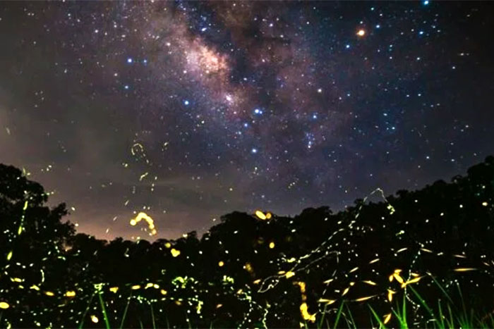 Les Lucioles brillent dans la nuit 