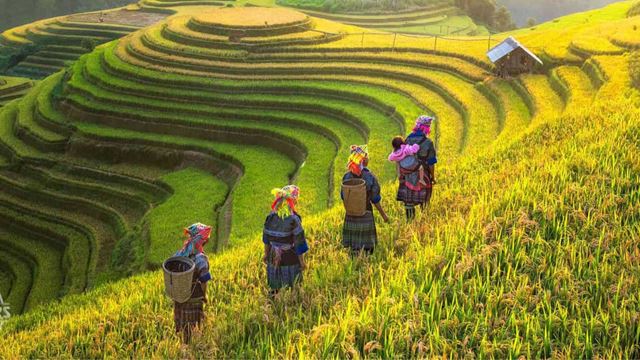 Mu Cang Chai et de ses rizières majestueuses