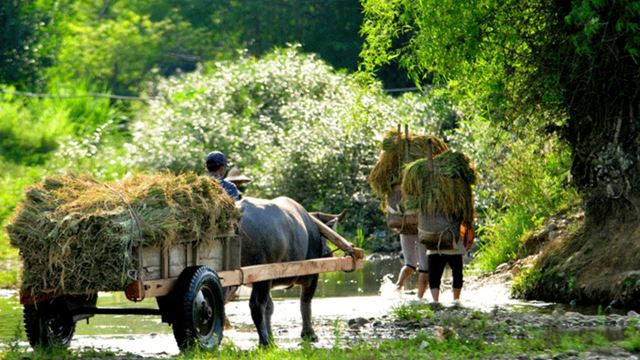 Un aperçu authentique de la vie rurale à Pu Luong