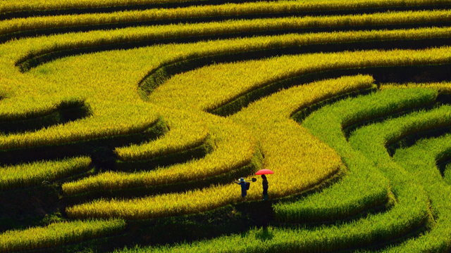 Rizière en terrasses à Mu Cang Chai