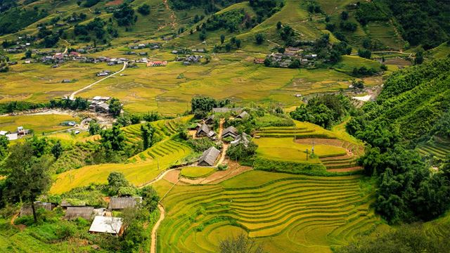 Rizières en terrasses à Sapa